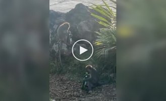Пока туристы отдыхали, обезьяны допивали за ними пиво