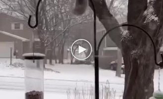 A squirrel's failed attempt to steal a bird feeder