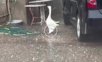 Удивленный гусь залип на град и получил по клюву