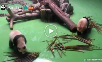 Как панды страдают от своей неуклюжести