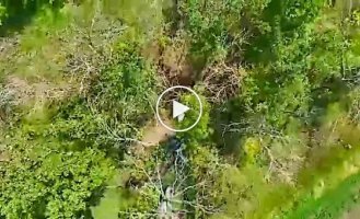 Прикордонники Фенікса знищили у Харківській області танк та гармату окупантів