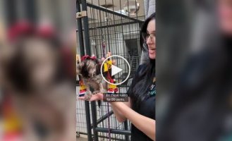 В приюте котенку с травмой позвоночника сделали коляску из игрушечных машинок