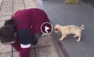 Девочка учит щенка преодолеть страх высоты