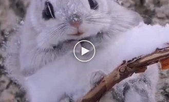 Meet the Japanese flying squirrel