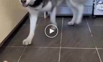 Very shy husky tries to give a paw