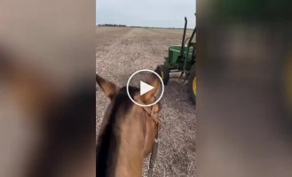 Everyone dreamed of it, but he did it: a man arranged for his dog to work on a tractor