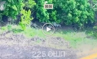 Зачистка лісосмуги від росіян поблизу селища Теткіне на Курщині