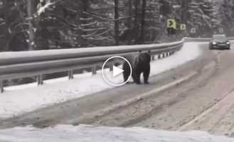 In Transcarpathia, bears and roe deer went straight onto the road