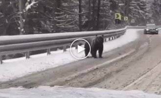 На Закарпатье медведи и косули вышли прямо на автодорогу