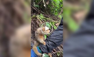 Adorable pygmy anteater