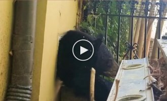 A black bear crawled out of the ventilation of a house in North Carolina.