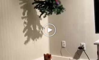 The tree itself provoked him
