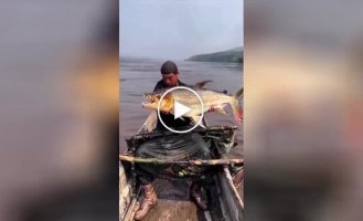 A fisherman demonstrated one of the most dangerous fish in the world