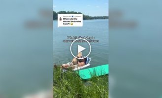 Going down: guy shows vacation with two golden retrievers