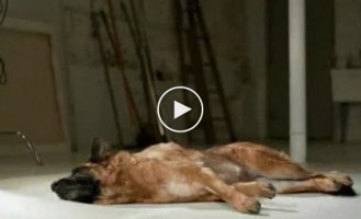 Time-lapse footage of dogs getting up