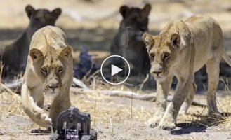 Фотограф отправил игрушечную машину с камерами к 8 любопытным львам