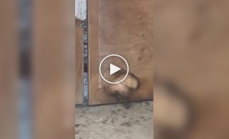 Упитанный пушистый воришка