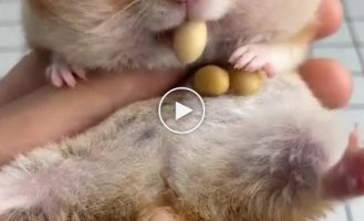How much food fits in a hamster's cheeks