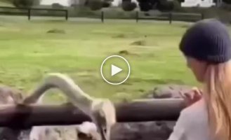 The ostrich thief grabbed the ring
