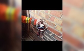 В Великобритании спасли лисят, застрявших в конструкции дома