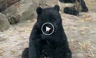 Полностью черной большой панде исполнился один год