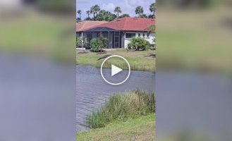 A crane chased away an alligator