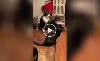 Коты следят за мотыльком