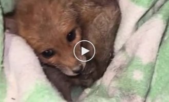 A touching story about the rescue of a fox cub by our military