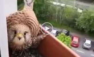 A mother hawk settled on the balcony