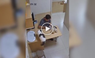 Рыжий кот навел суету