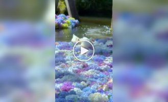 Качки ходять по гортензіям