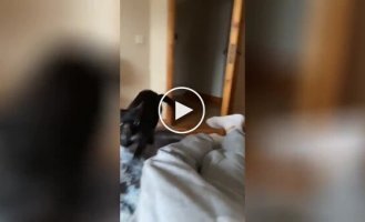 Sudden attack by a cat on its owner