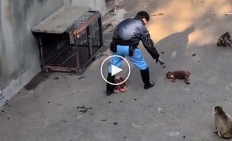 В зоопарке решили обновить игрушку Панча, но он был против