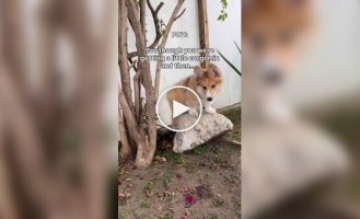 Помесь корги и маламута