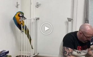 Parrot ninja
