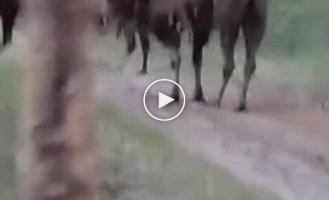 A herd of camels was seen in a Siberian pine forest