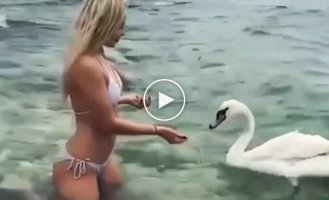 An impudent swan tried to undress a girl in a bikini who decided to feed him