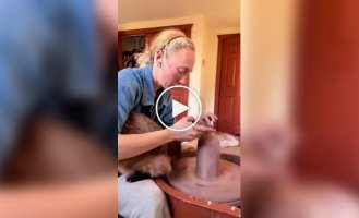 Жизнь с котом полна сюрпризов