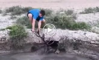 The deer, thanks to the efforts of tourists, got out of the well