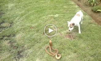 dog vs snake