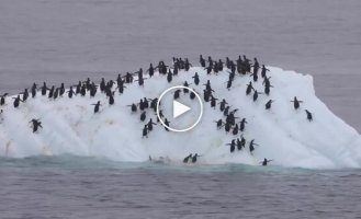 Комичный эпизод из жизни пингвинов