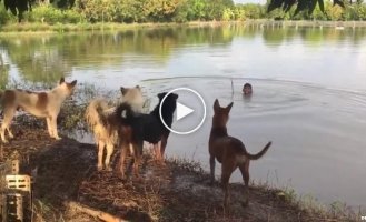 Парень развлекается со своими собаками