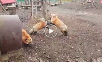 Постояли, покричали, разошлись или типичная лисья ссора