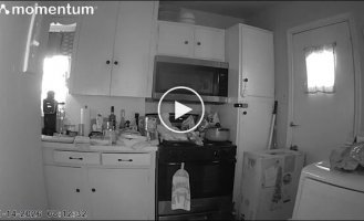 Кот устроил пожар на кухне