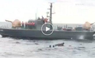 Военнослужащие ВМС Шри-Ланки спасли унесенного в море слона