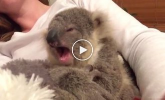 Самое очаровательное видео недели коала с бабочкой на носу