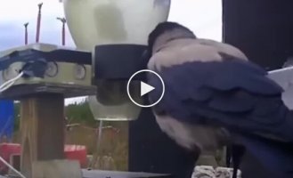 Шведы научили ворон убирать мелкий мусор с улиц