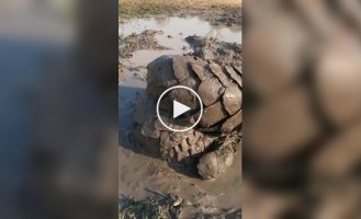 Грязевые ванны как секрет выживания панголинов