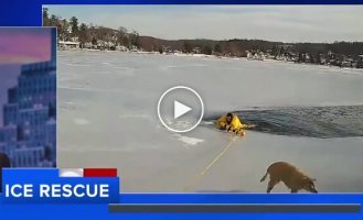 Поліцейський врятував собаку, що провалилася під кригу