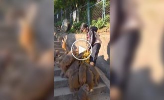 Годування мавп бананами